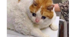 10 Funny Cat Memes that are Absolutely Purr-fect (+ Ember Tax)
