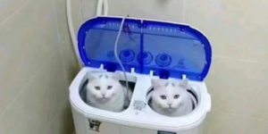 10 Funny Cat Memes to Sploot on your Floor (+ Ember Tax)