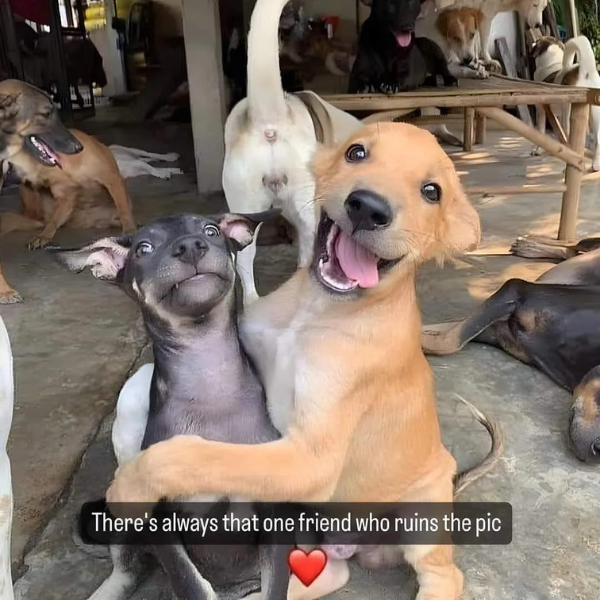 Dog-Memes-2-52876.png