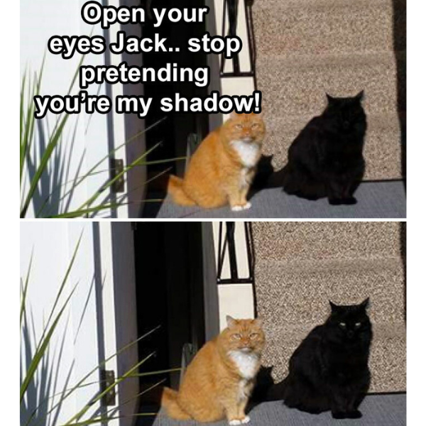 10 Funny Cat Memes to Give you Mixed Signals (+ Ember Tax)