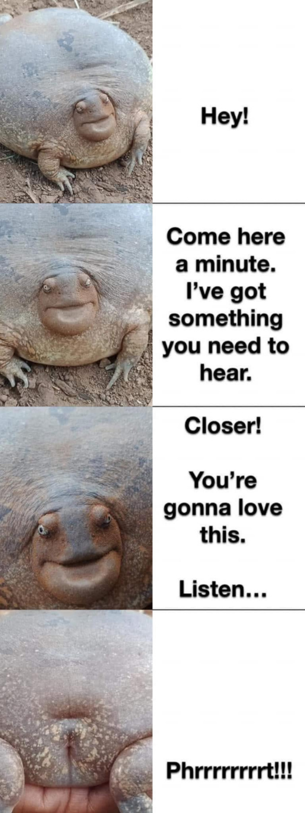 Ribbit and rip it
