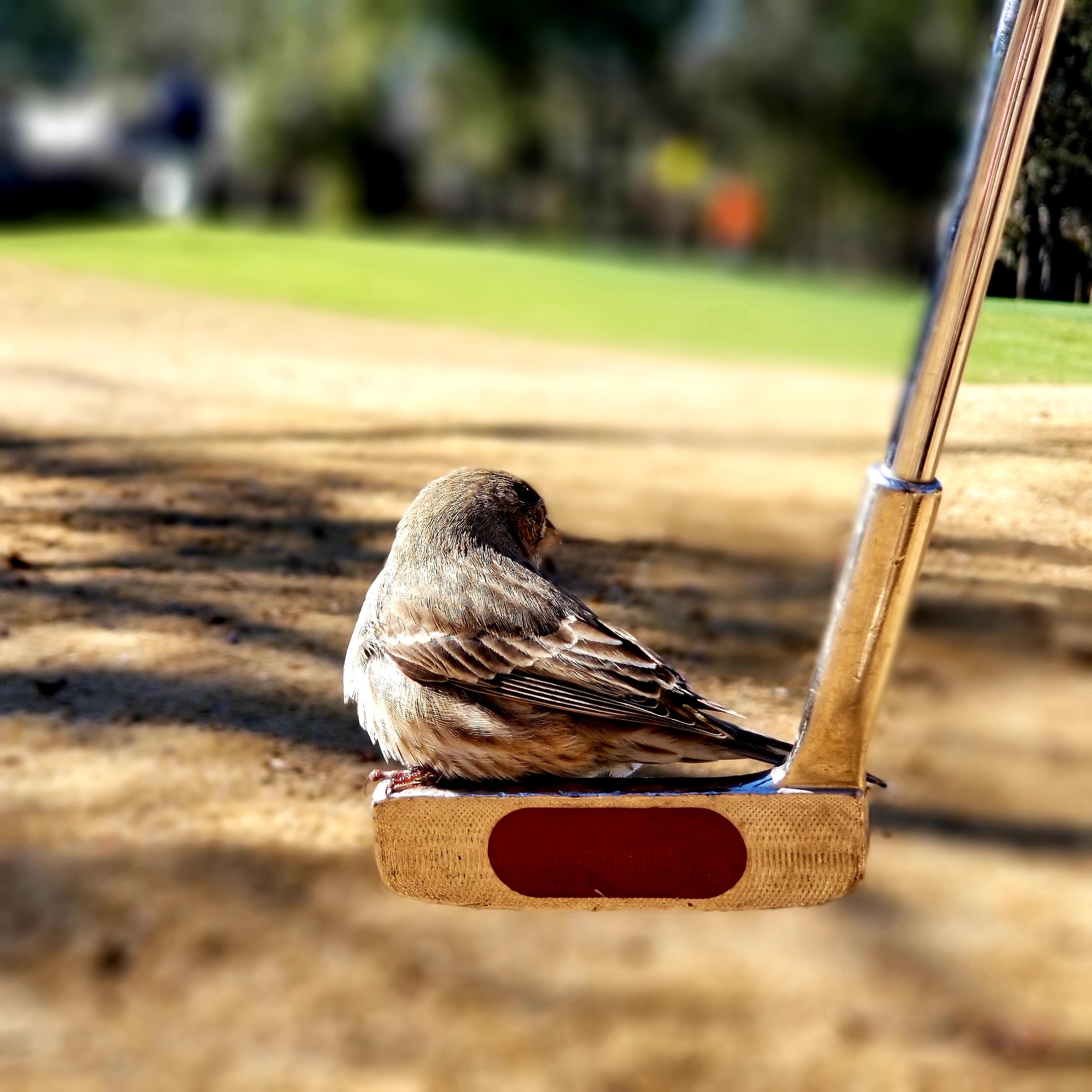 A Bird near the Post. Get a Bird. L saw a Bird.